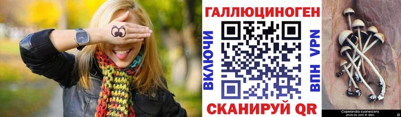 Галлюциногенные грибы Psilocybe  Ленинск 